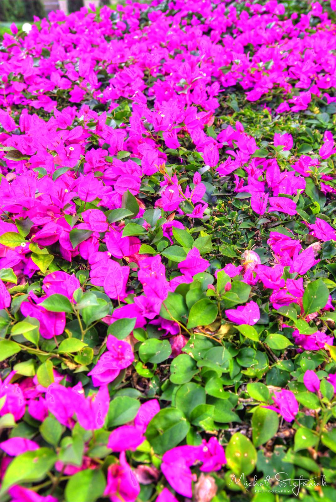 IMG 6282 3 4Enhancer