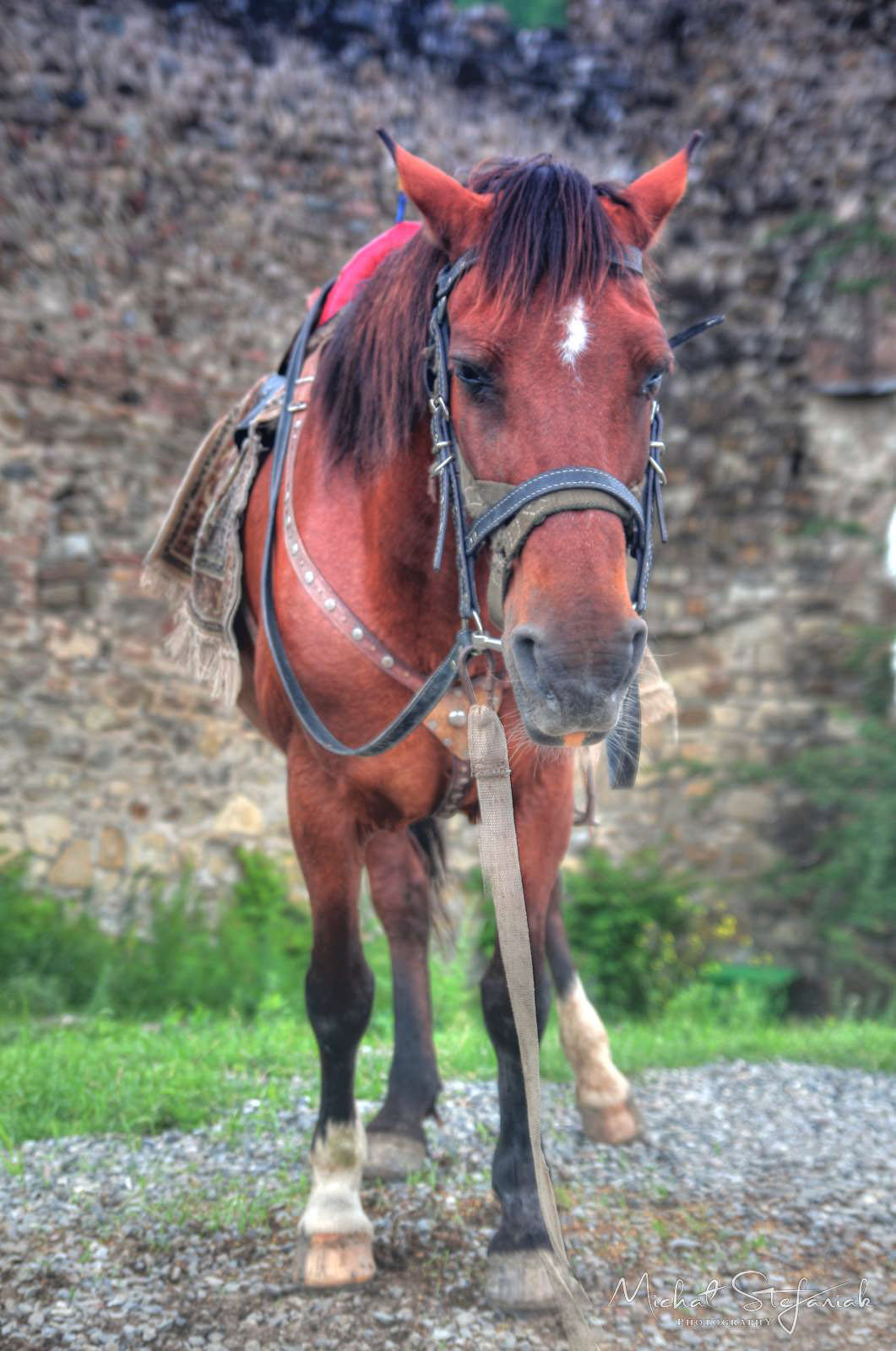 JMG 1656 7 8Enhancer