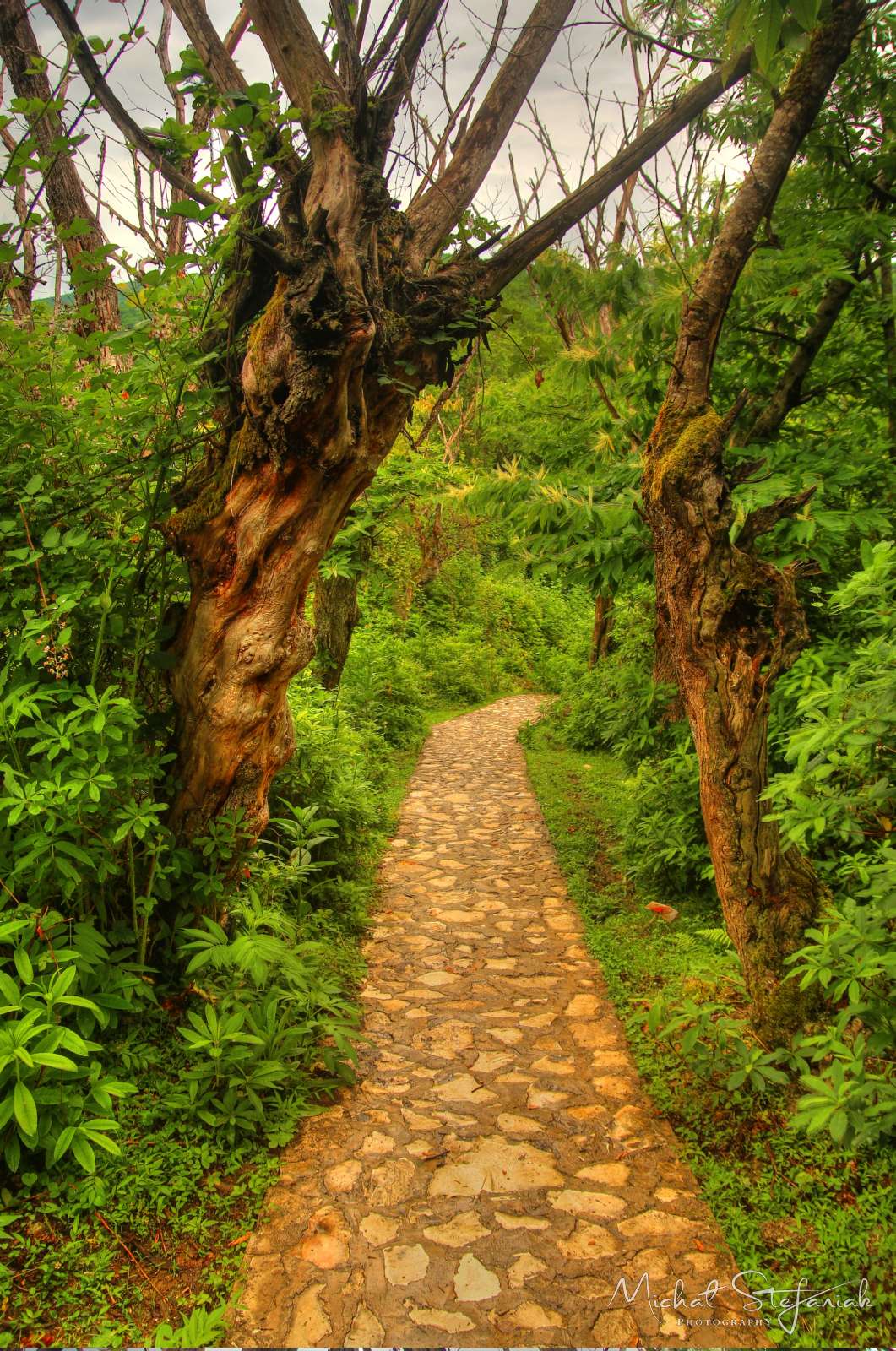 IMG 9766 7 8Enhancer