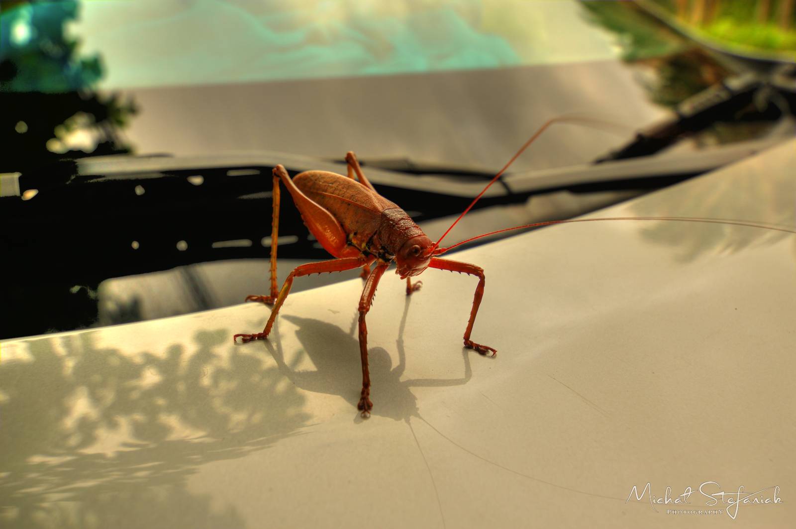 IMG 0719 20 21Enhancer