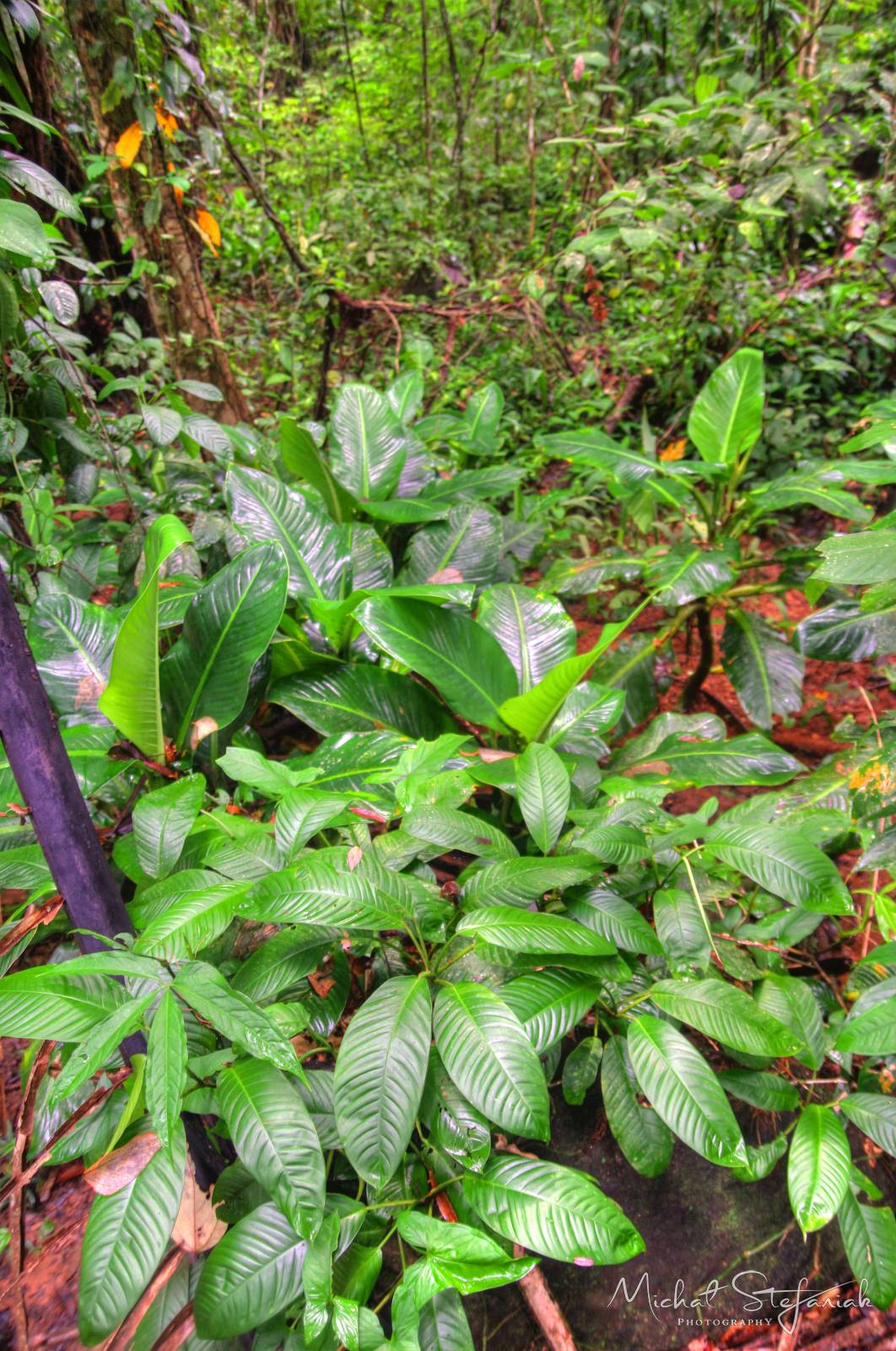 IMG 0435 6 7Enhancer