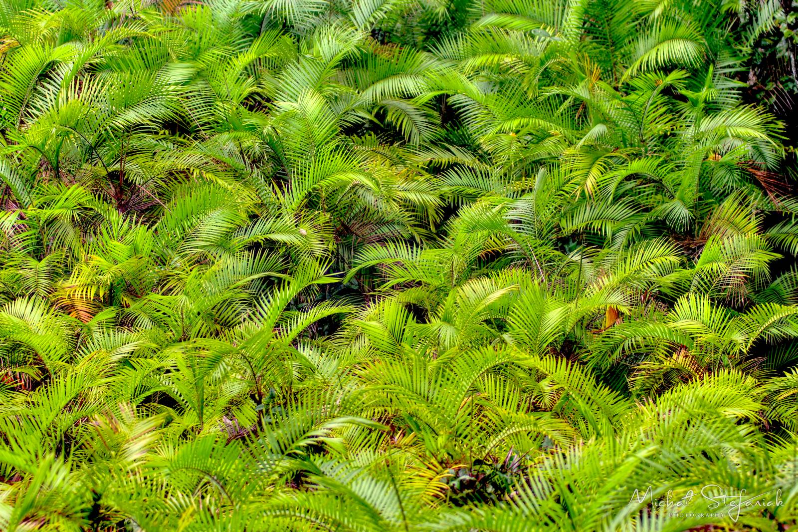 IMG 0470 1 2Enhancer